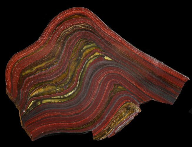 Polished Tiger Iron Stromatolite - ( Billion Years) #46625